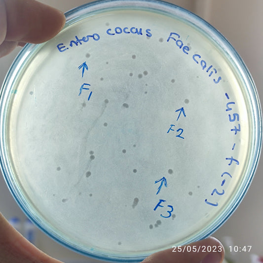 Enterococcus faecalis bacteriophage 110457F