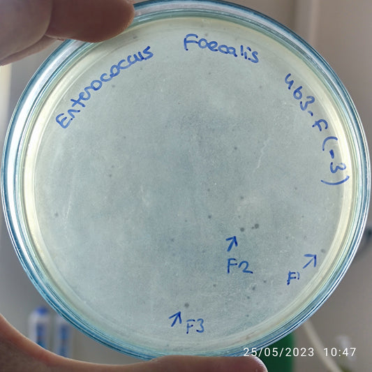 Enterococcus faecalis bacteriophage 110463F