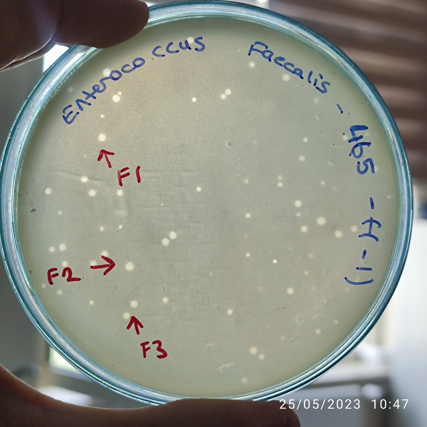 Enterococcus faecalis bacteriophage 110465F