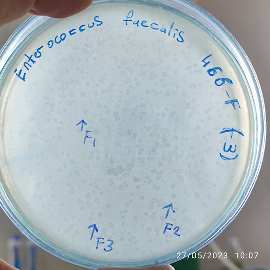 Enterococcus faecalis bacteriophage 110466F