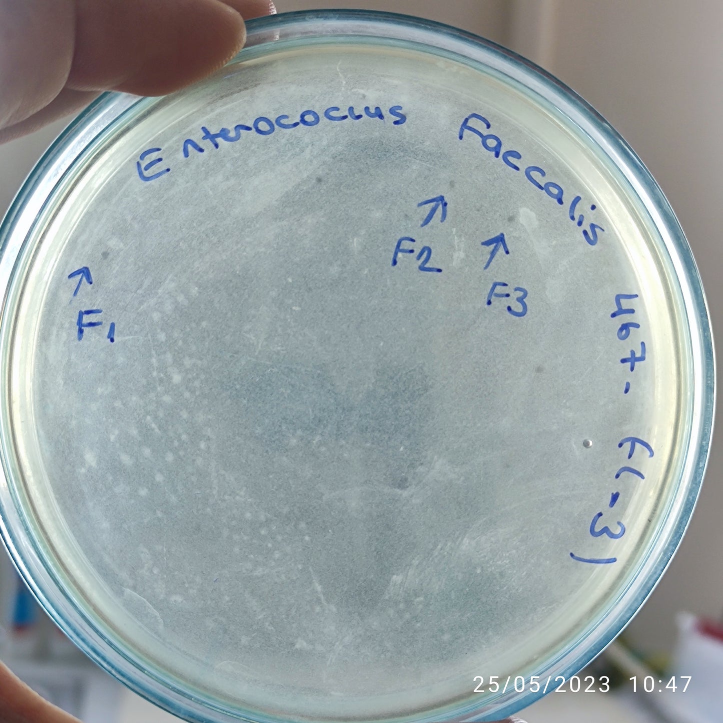 Enterococcus faecalis bacteriophage 110467F