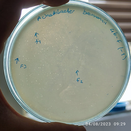 Acinetobacter baumannii bacteriophage 120046F