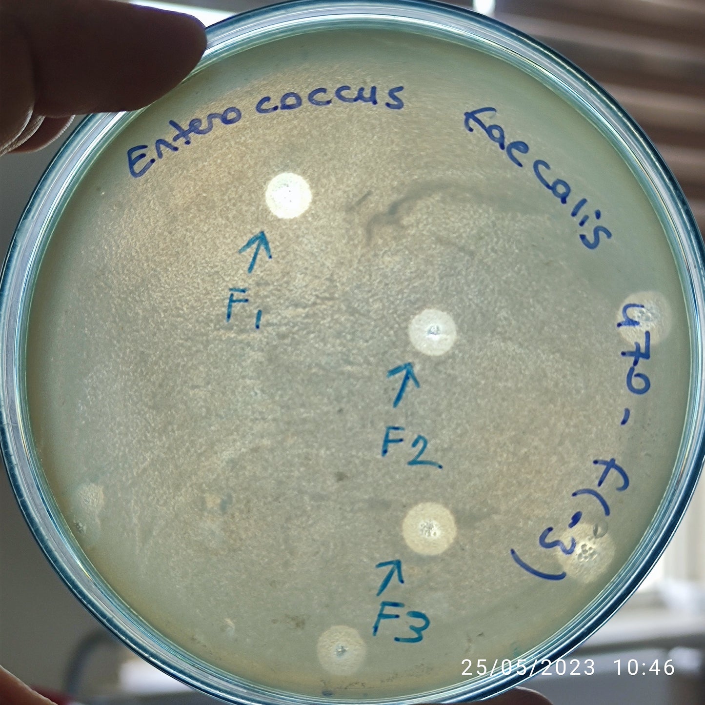 Enterococcus faecalis bacteriophage 110470F