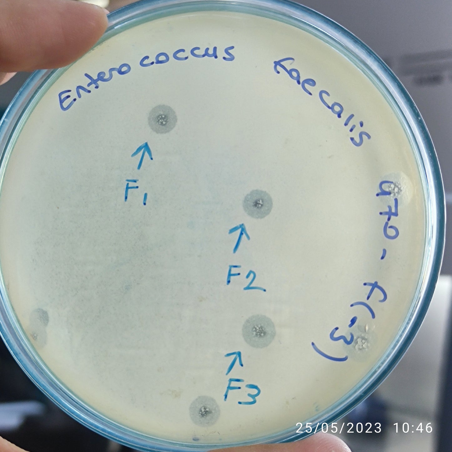 Enterococcus faecalis bacteriophage 110470F