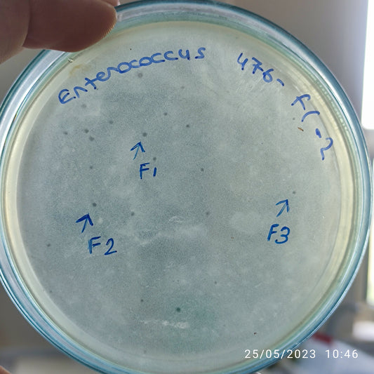 Enterococcus bacteriophage 110476F