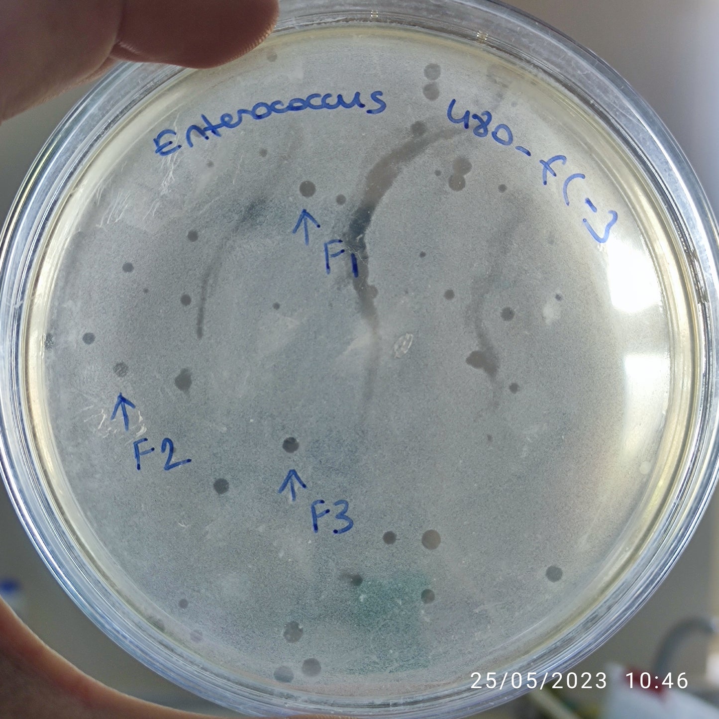 Enterococcus bacteriophage 110480F