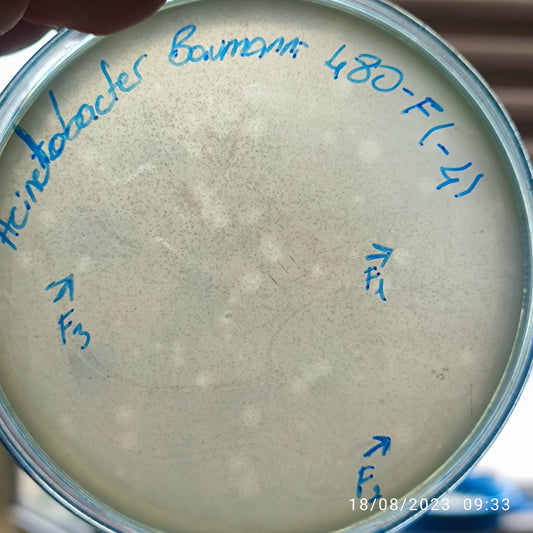 Acinetobacter baumannii bacteriophage 120480F