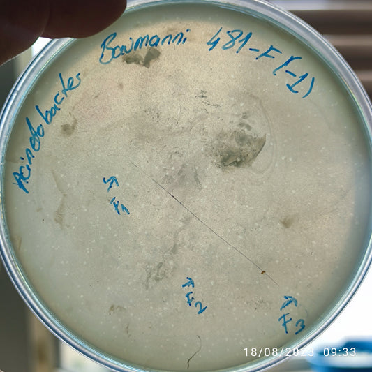 Acinetobacter baumannii bacteriophage 120481F