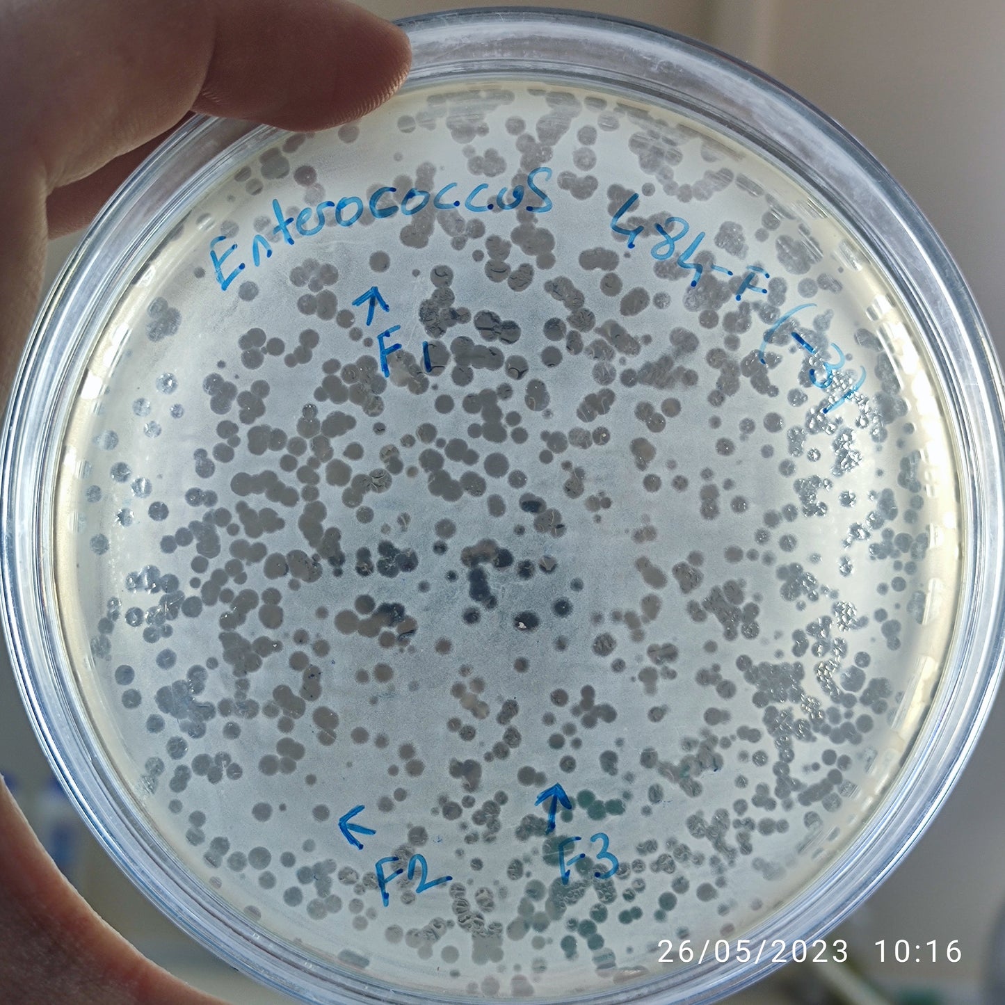 Enterococcus bacteriophage 110484F