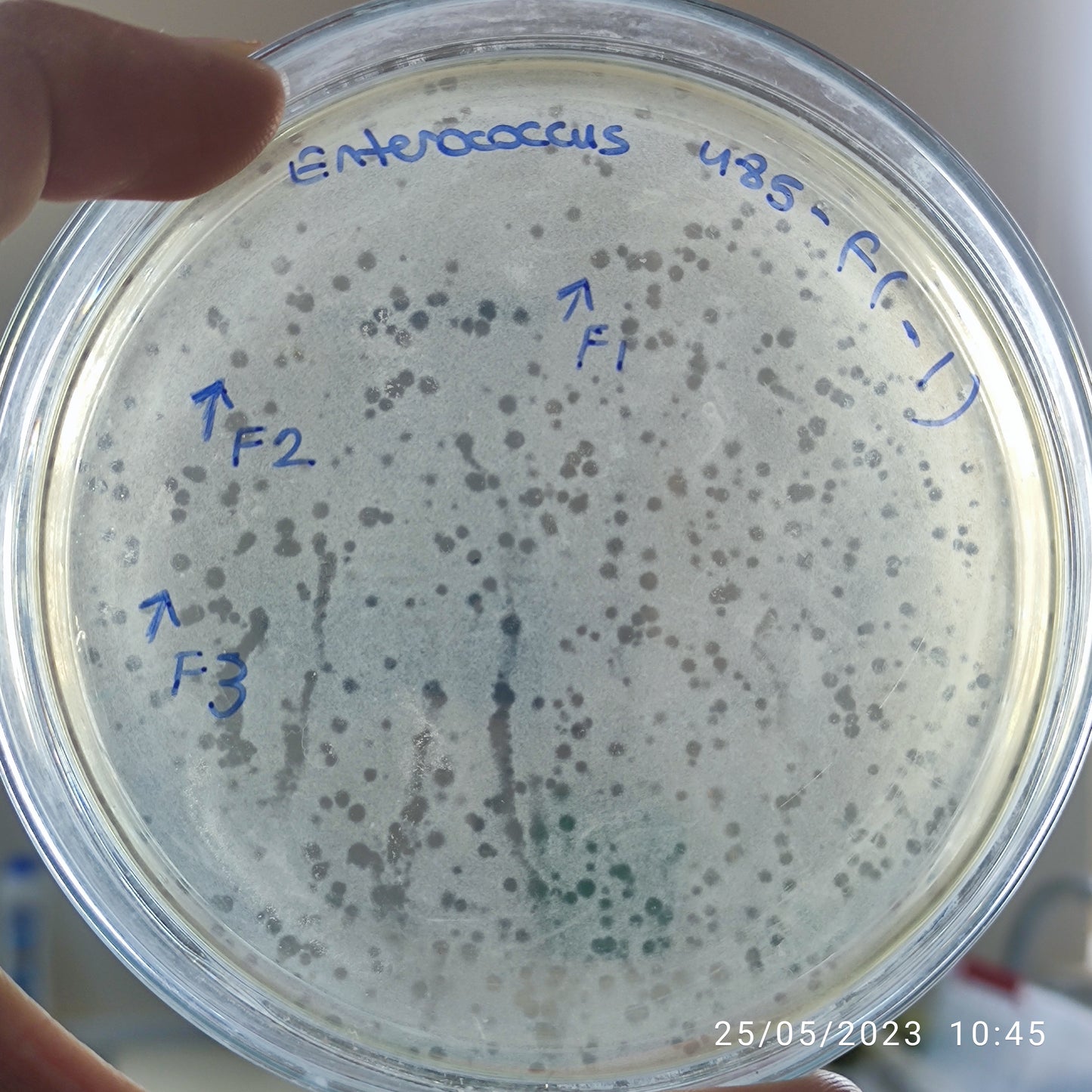 Enterococcus bacteriophage 110485F