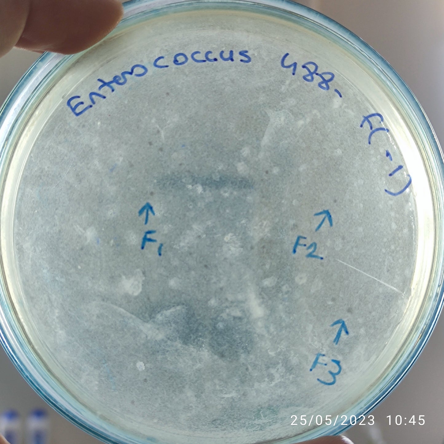 Enterococcus bacteriophage 110488F