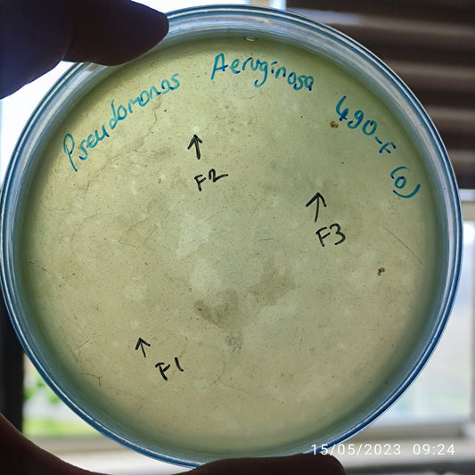 Pseudomonas aeruginosa bacteriophage 130490F