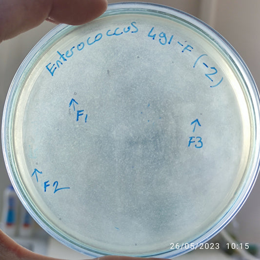 Enterococcus bacteriophage 110491F