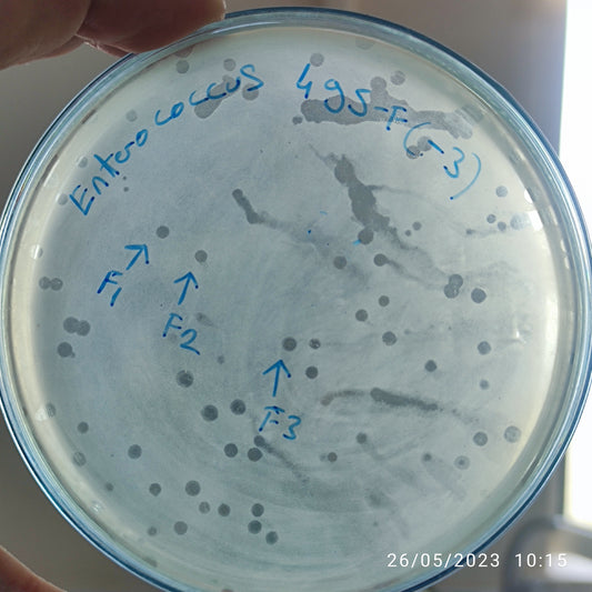 Enterococcus bacteriophage 110495F