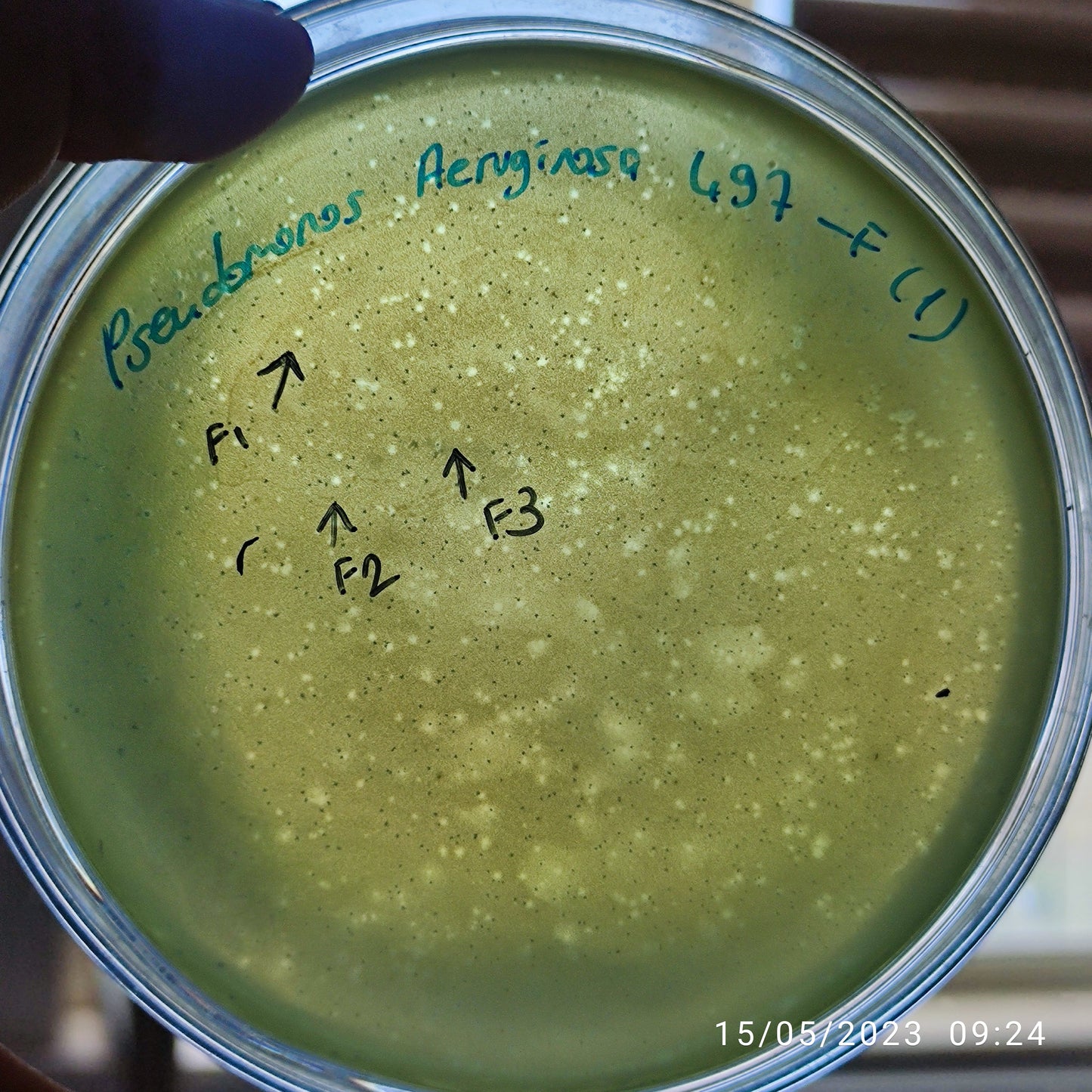 Pseudomonas aeruginosa bacteriophage 130497F