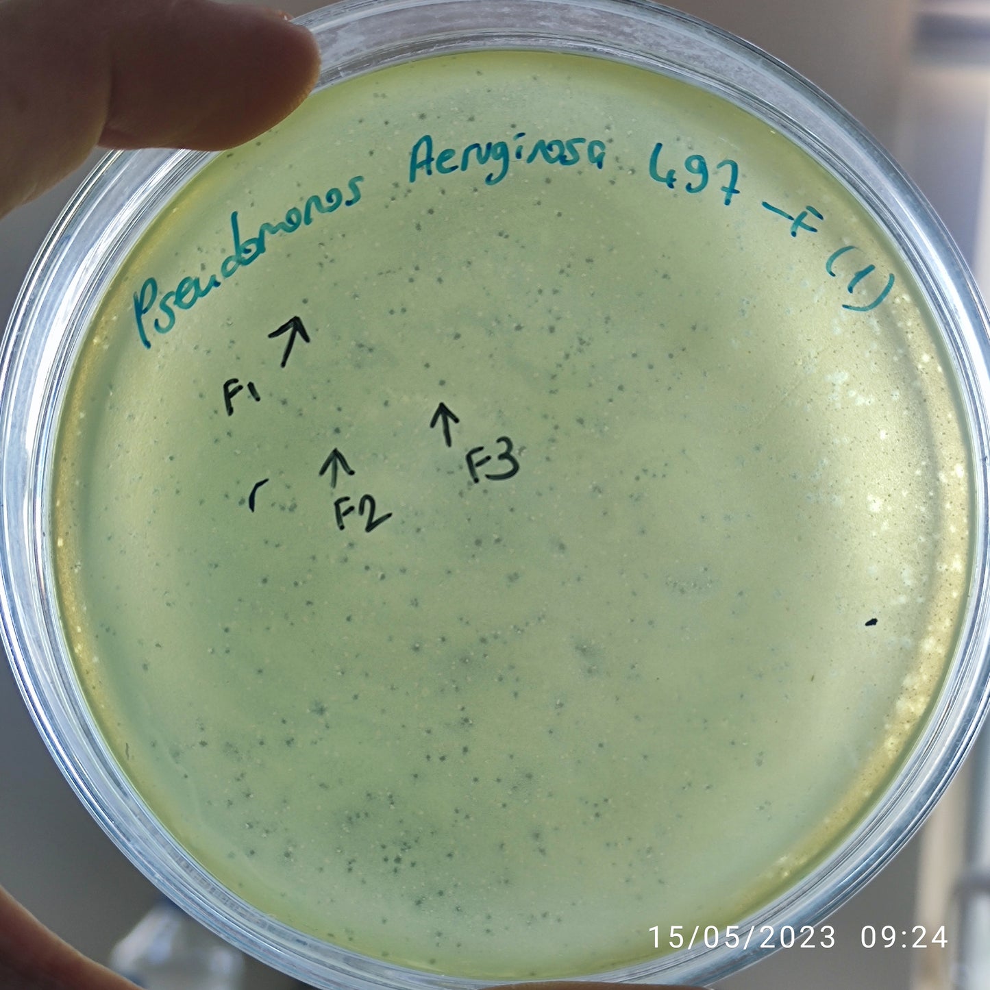 Pseudomonas aeruginosa bacteriophage 130497F