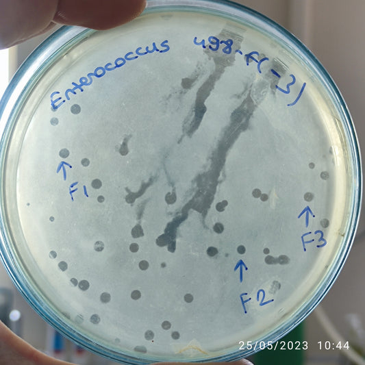 Enterococcus bacteriophage 110498F