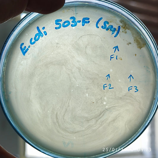 Escherichia coli bacteriophage 100503F