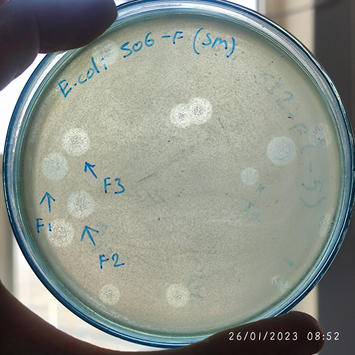 Escherichia coli bacteriophage 100506F