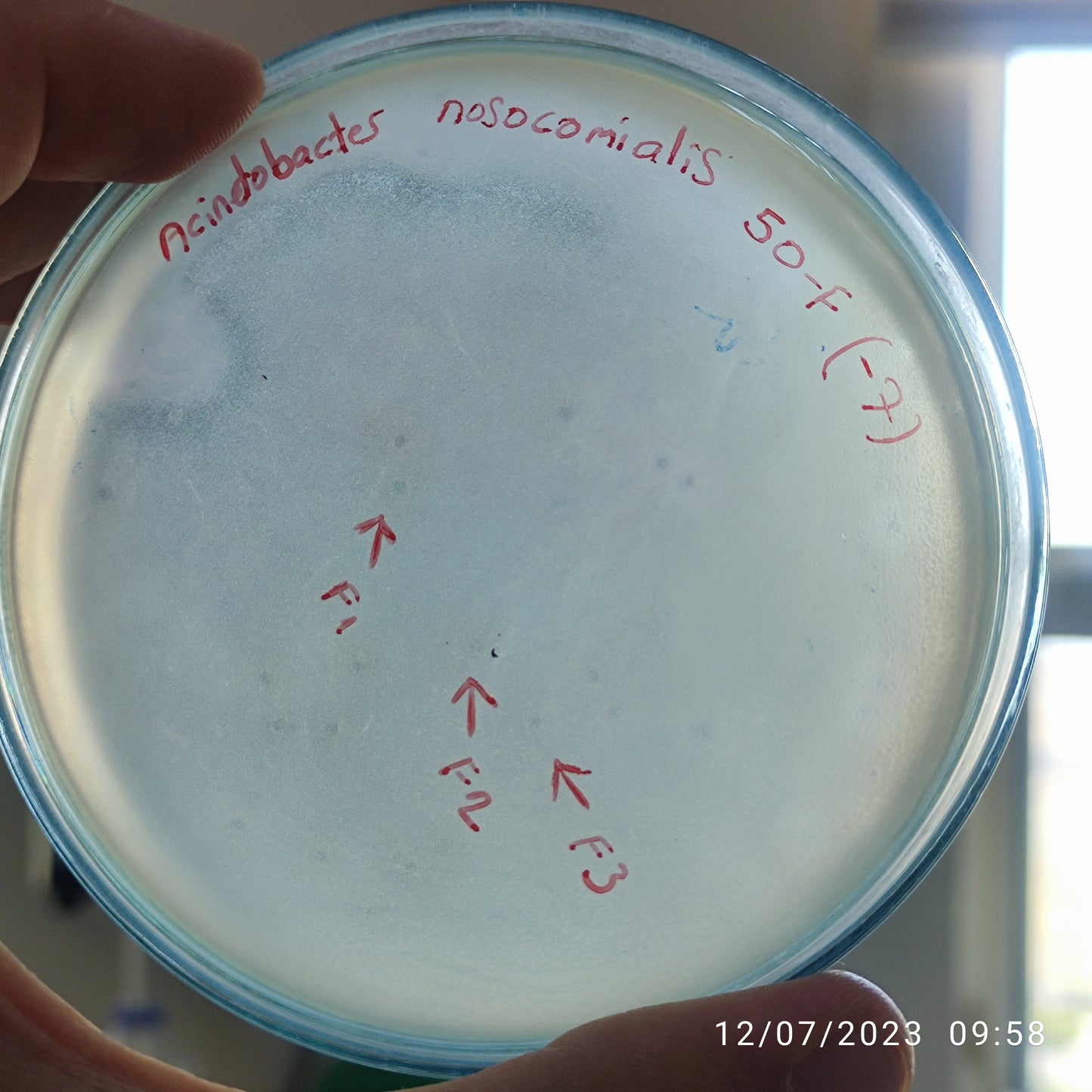 Acinetobacter nosocomialis bacteriophage 128050F