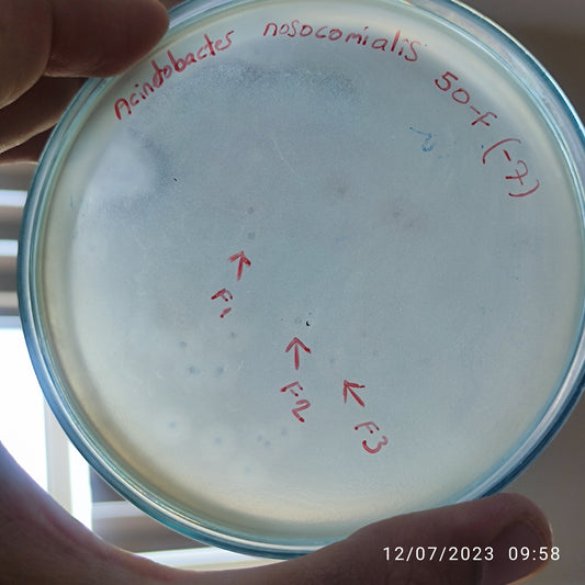 Acinetobacter nosocomialis bacteriophage 128050F