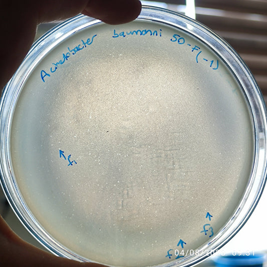 Acinetobacter baumannii bacteriophage 120050F
