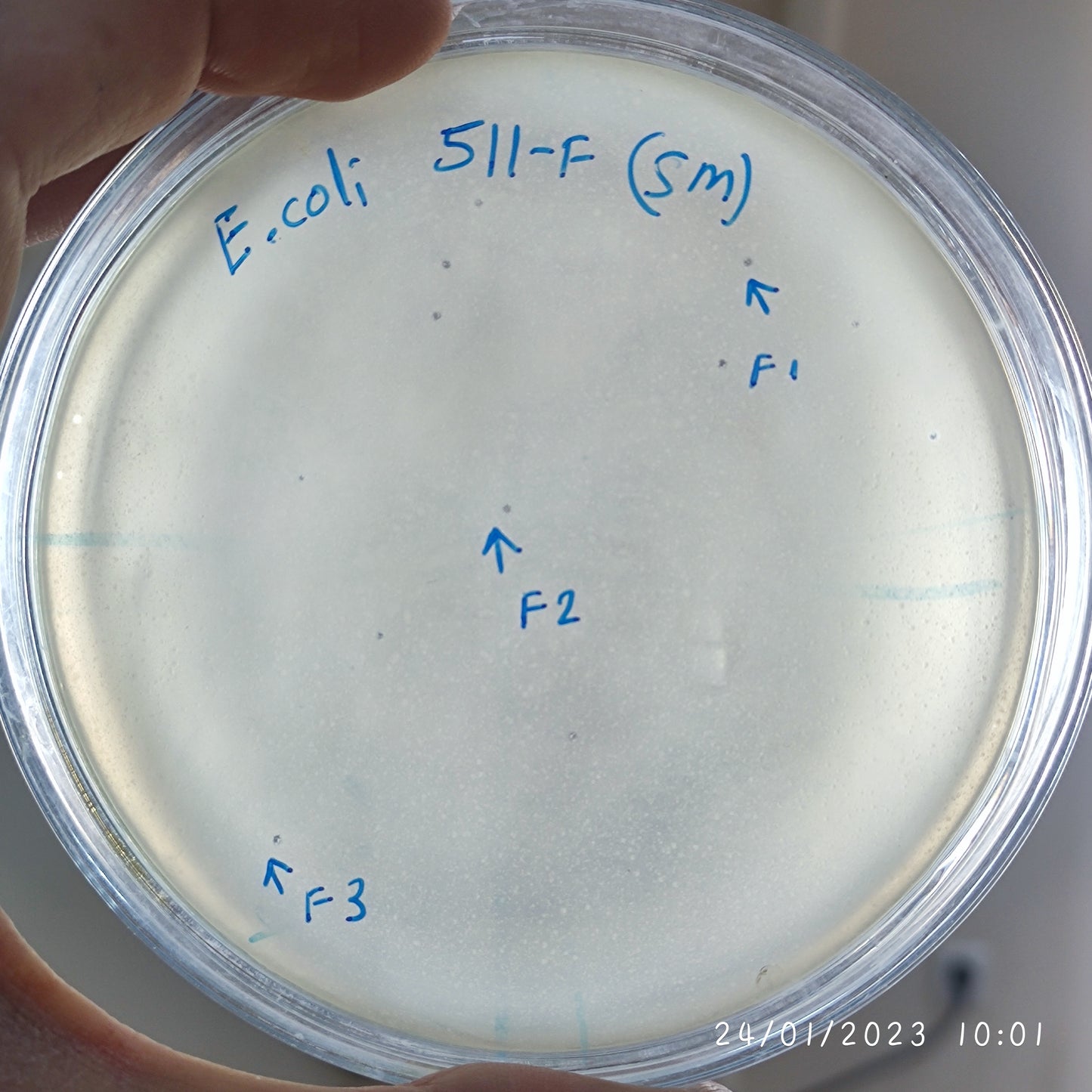 Escherichia coli bacteriophage 100511F