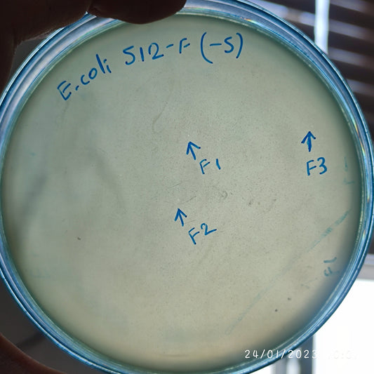 Escherichia coli bacteriophage 100512F