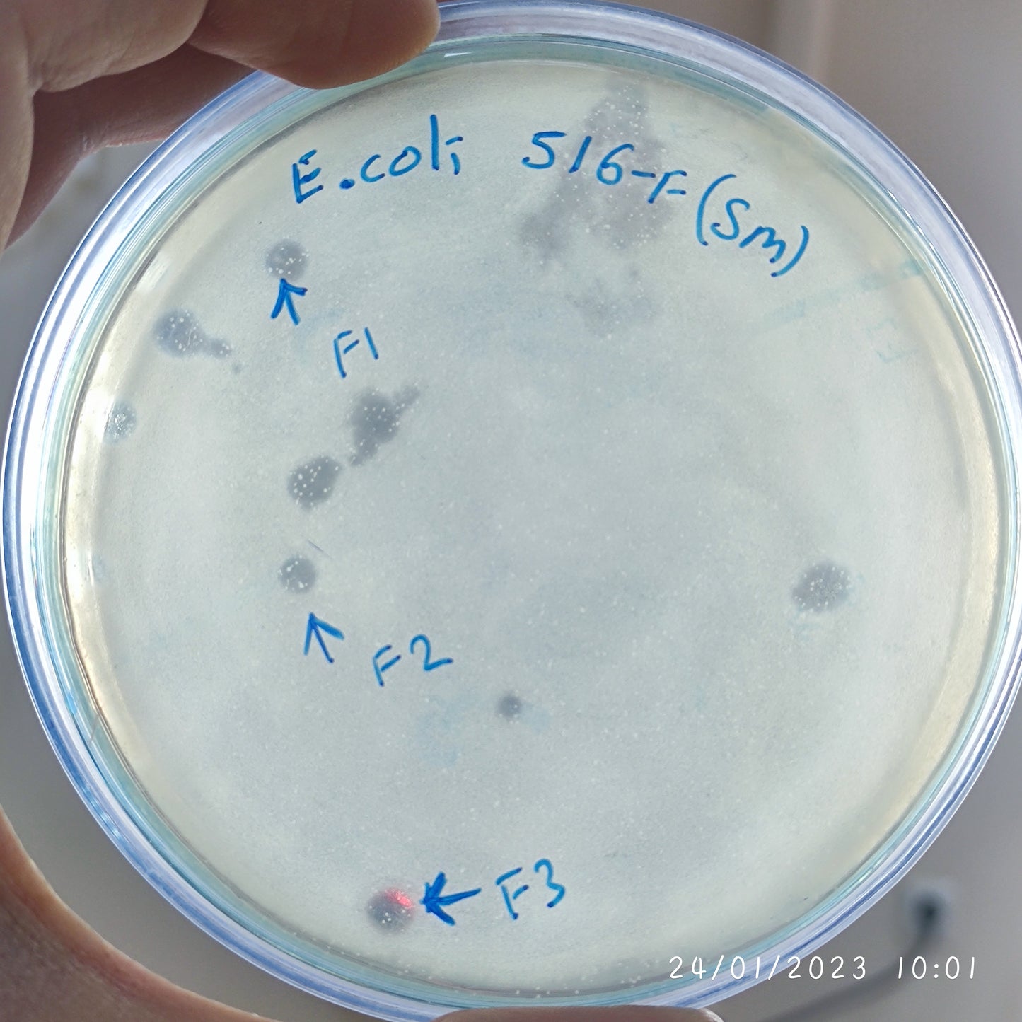 Escherichia coli bacteriophage 100516F