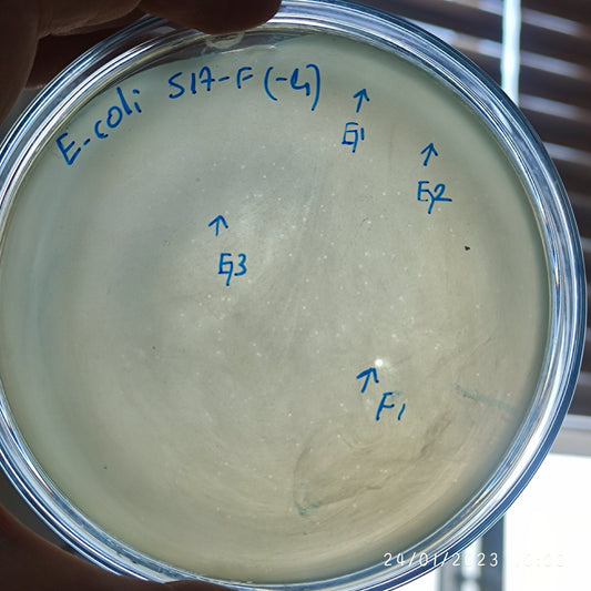 Escherichia coli bacteriophage 100517F