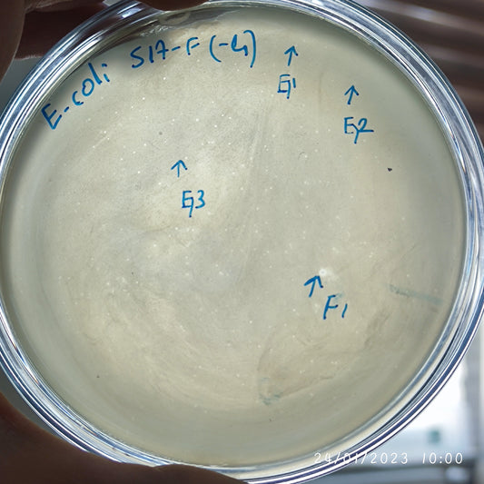 Escherichia coli bacteriophage 100517G