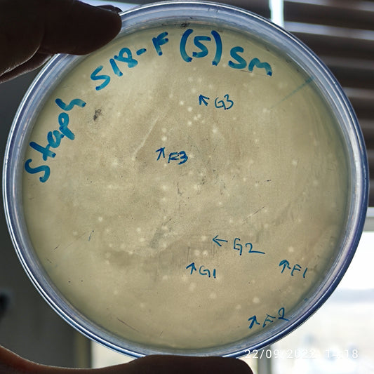 Staphylococcus aureus bacteriophage 152518F