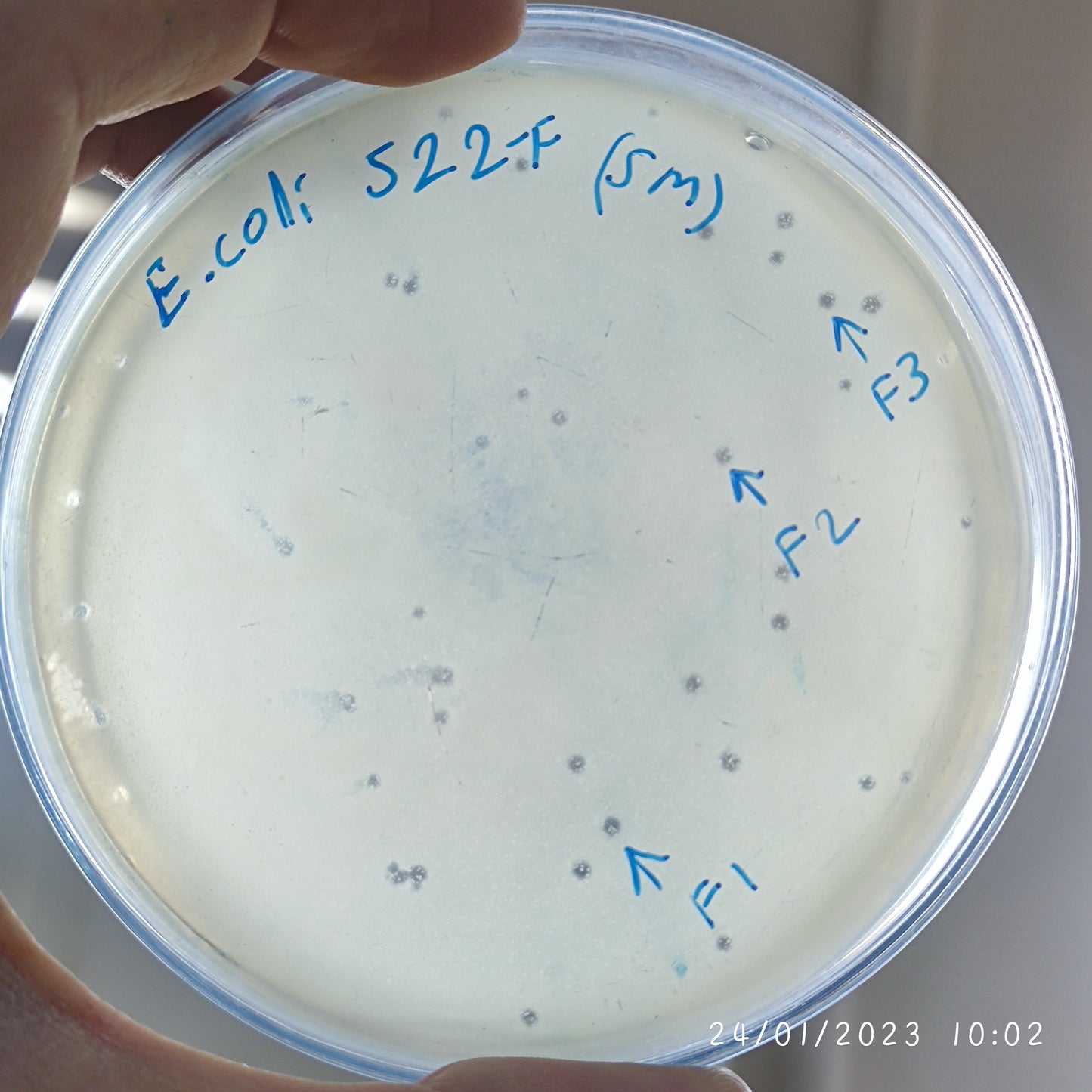 Escherichia coli bacteriophage 100522F