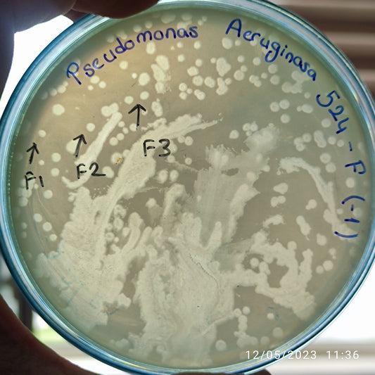 Pseudomonas aeruginosa bacteriophage 130524F
