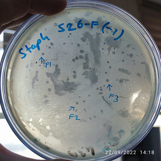 Staphylococcus aureus bacteriophage 152526F