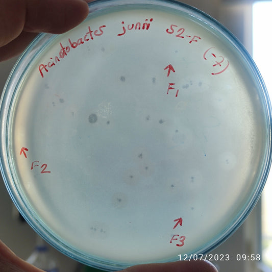 Acinetobacter junii bacteriophage 128052F