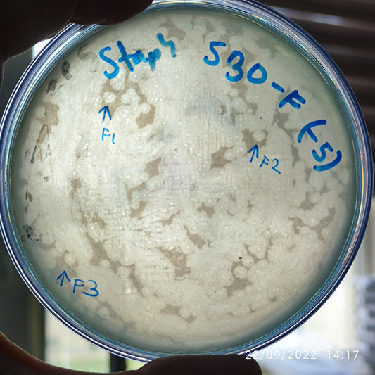 Staphylococcus aureus bacteriophage 152530F