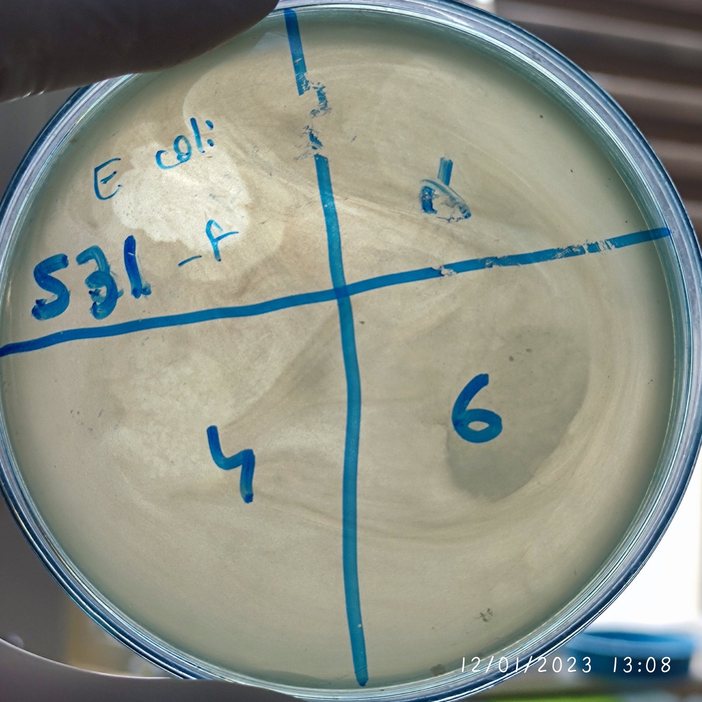 Escherichia coli bacteriophage 100531F