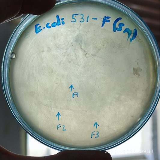 Escherichia coli bacteriophage 100531F