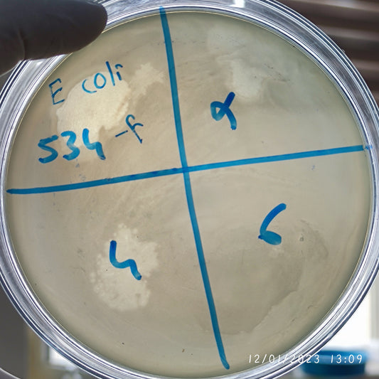 Escherichia coli bacteriophage 100534F