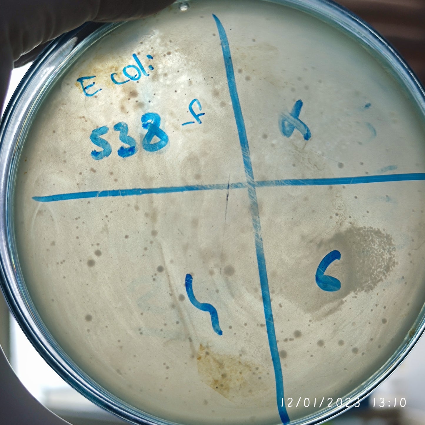 Escherichia coli bacteriophage 100538F