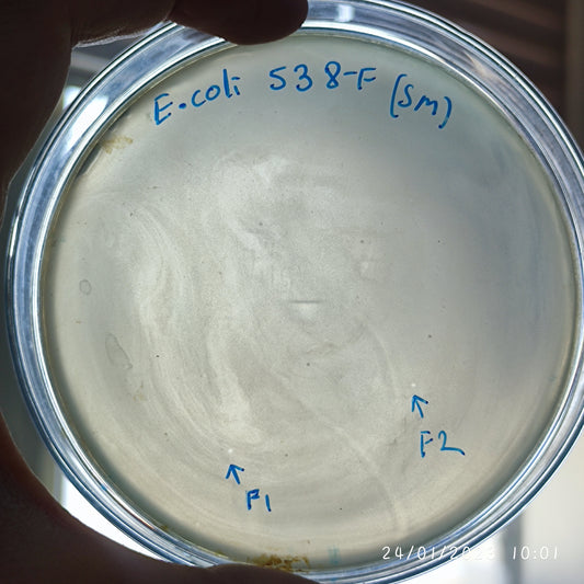 Escherichia coli bacteriophage 100538F