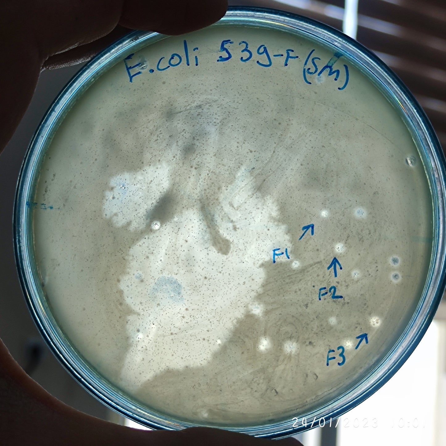 Escherichia coli bacteriophage 100539F