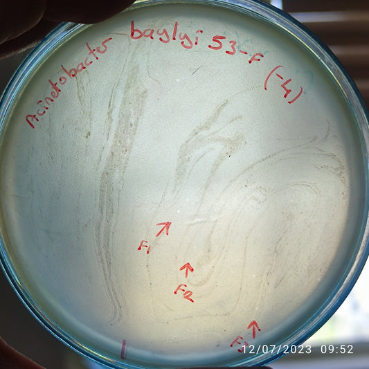 Acinetobacter baylyi bacteriophage 128053F