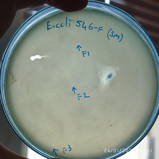 Escherichia coli bacteriophage 100546F