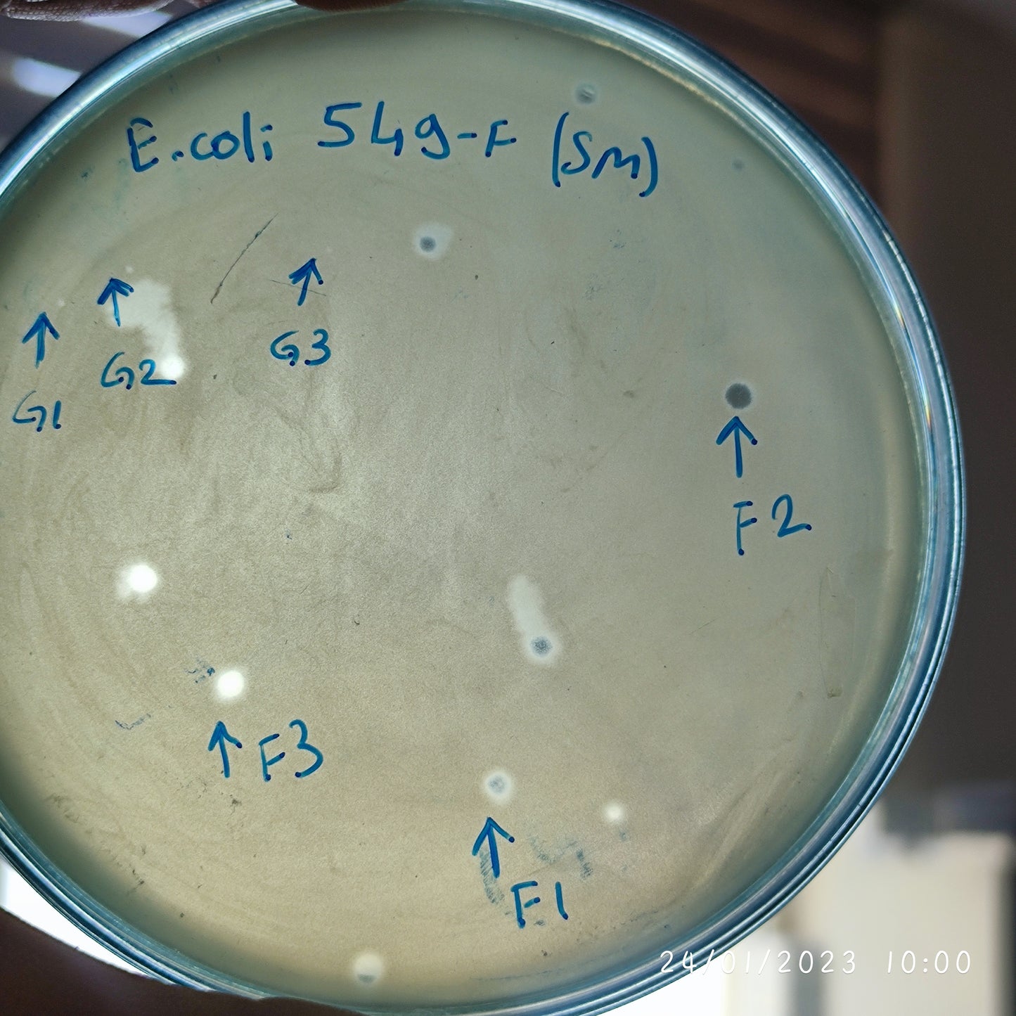 Escherichia coli bacteriophage 100549F