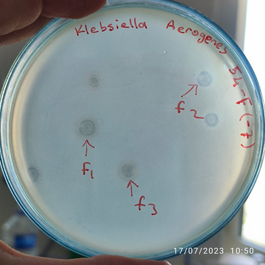 Klebsiella aerogenes bacteriophage 188054F