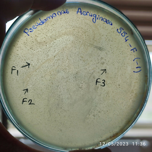 Pseudomonas aeruginosa bacteriophage 130554F