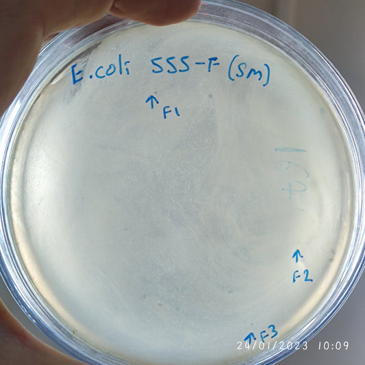 Escherichia coli bacteriophage 100555F