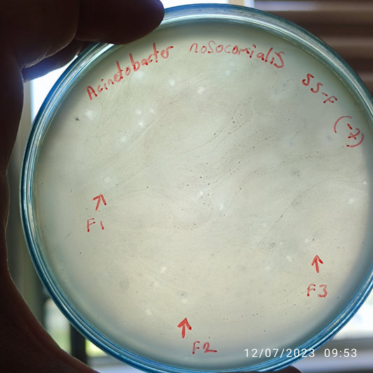 Acinetobacter nosocomialis bacteriophage 128055F